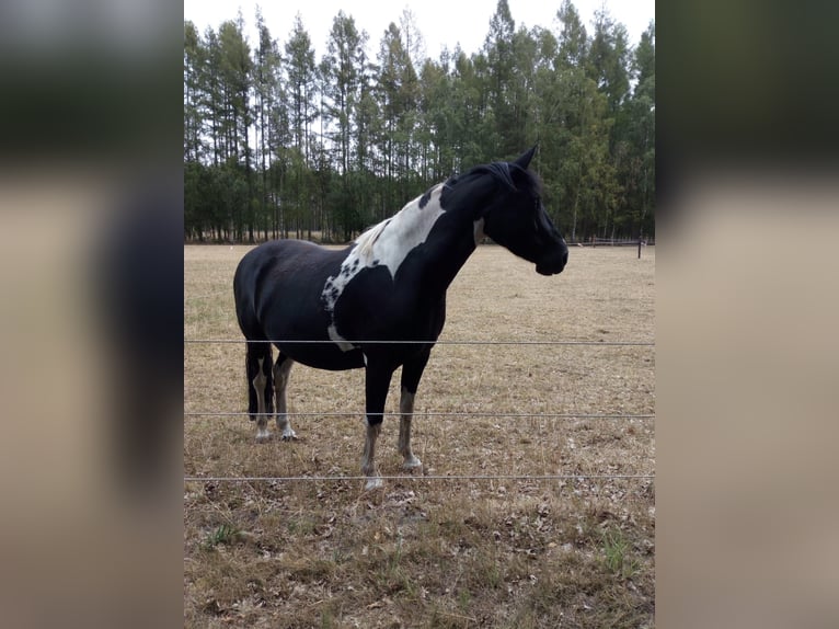Pintos Mare 13 years 15 hh  in Wittingen