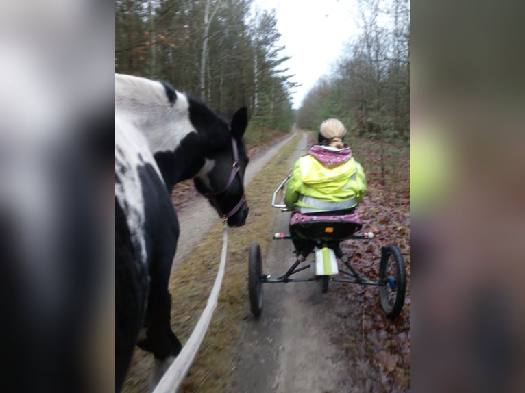 Pintos Mare 13 years 15 hh  in Wittingen