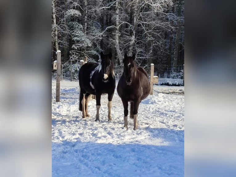 Pintos Mare 13 years 15 hh  in Wittingen