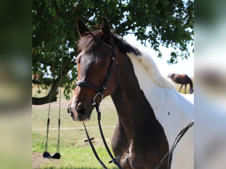 Pintos Mare 14 years 15 hh Pinto in R&#xF6;hrsdorf