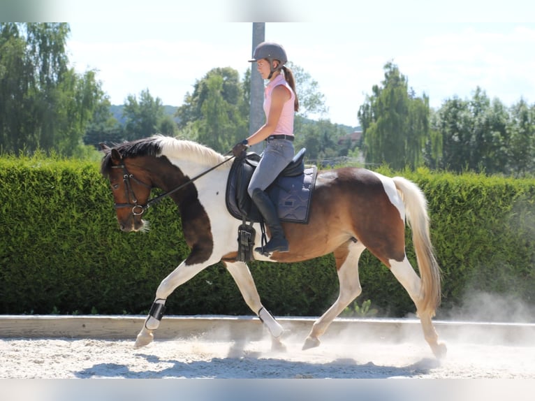 Pintos Mare 14 years 15 hh Pinto in R&#xF6;hrsdorf