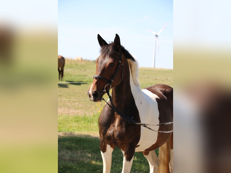 Pintos Mare 14 years 15,2 hh Pinto in R&#xF6;hrsdorf