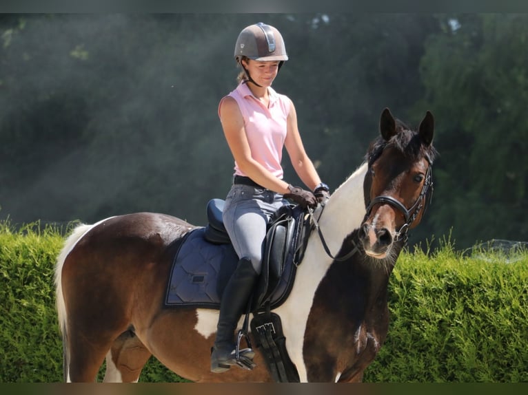 Pintos Mare 14 years 15,2 hh Pinto in R&#xF6;hrsdorf