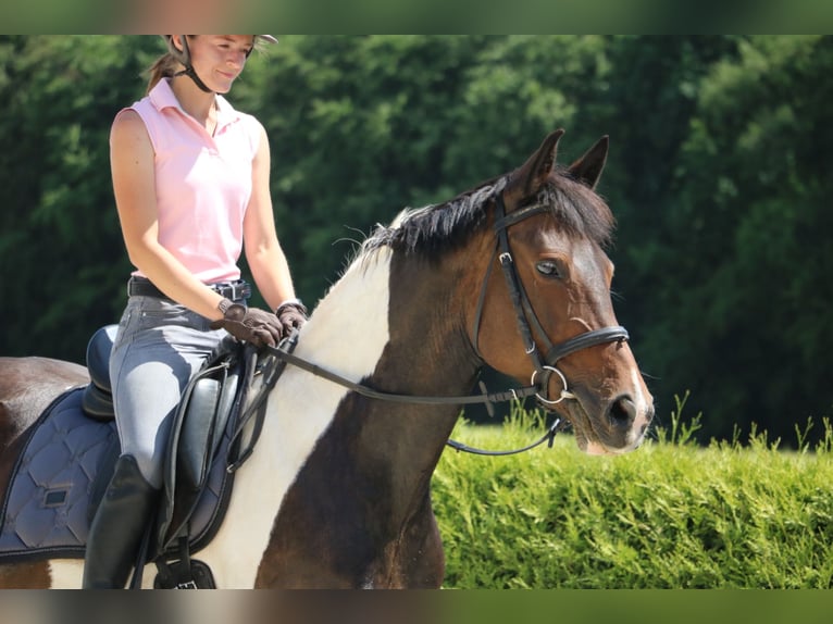 Pintos Mare 14 years 15,2 hh Pinto in R&#xF6;hrsdorf
