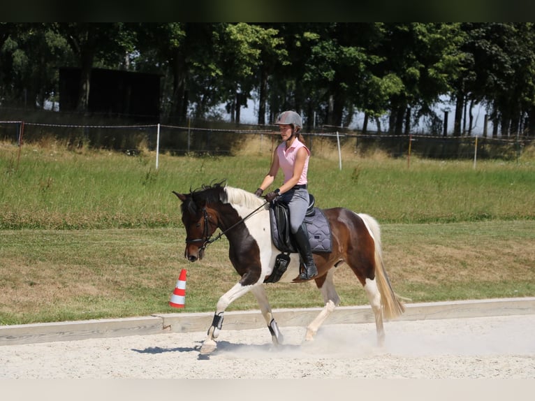 Pintos Mare 14 years 15,2 hh Pinto in R&#xF6;hrsdorf