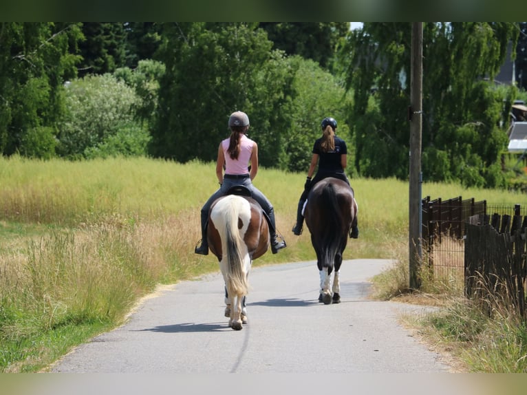 Pintos Mare 14 years 15,2 hh Pinto in R&#xF6;hrsdorf