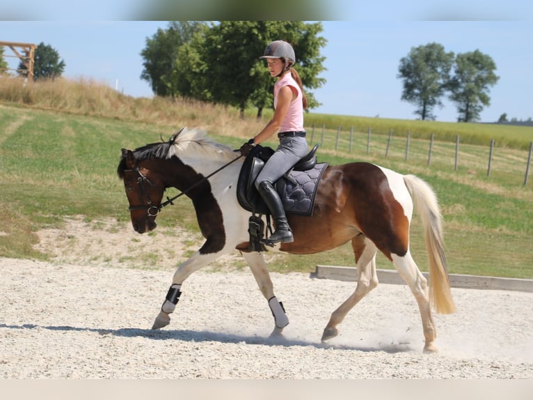 Pintos Mare 14 years 15,2 hh Pinto in R&#xF6;hrsdorf