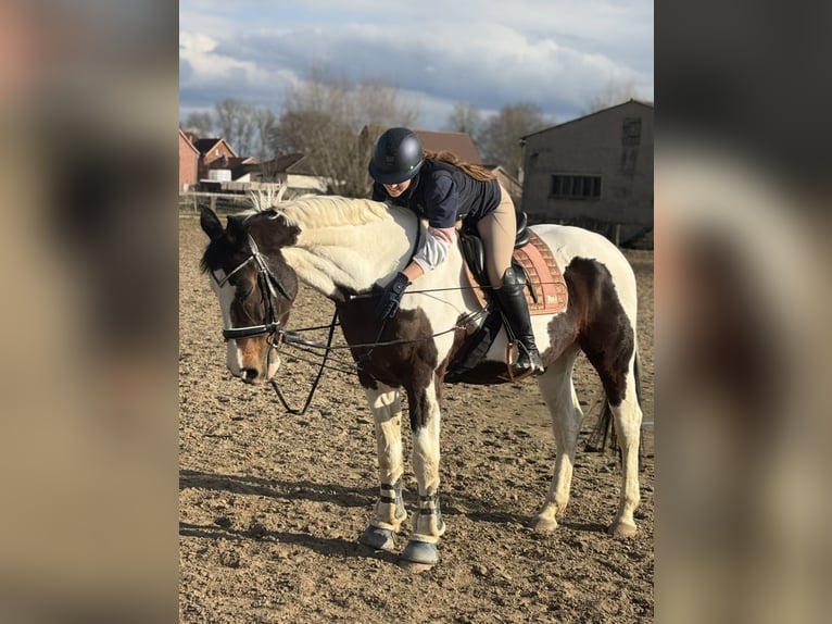Pintos Mare 14 years 16,1 hh Pinto in Am Großen Bruch
