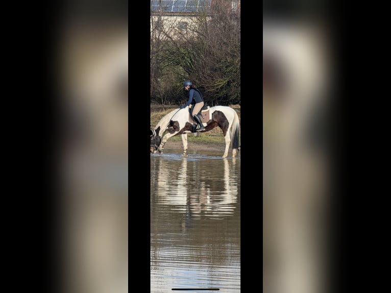 Pintos Mare 14 years 16,1 hh Pinto in Am Großen Bruch