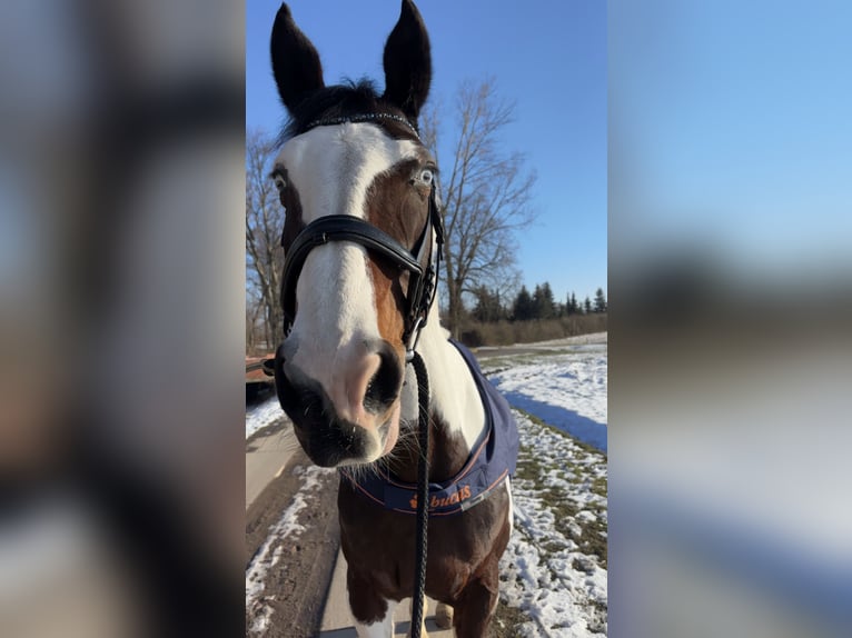 Pintos Mare 14 years 16,1 hh Pinto in Am Großen Bruch