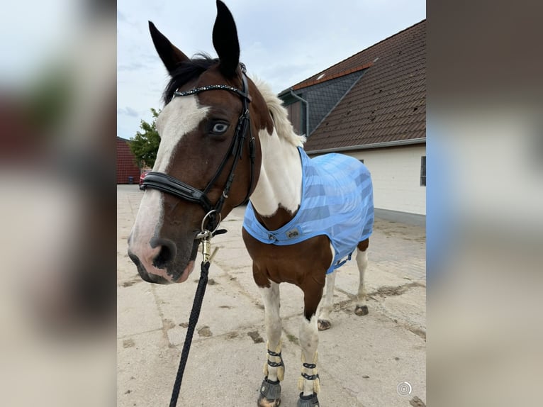 Pintos Mare 14 years 16,1 hh Pinto in Am Großen Bruch