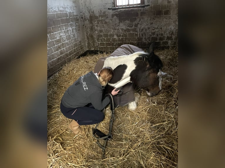 Pintos Mare 14 years 16,1 hh Pinto in Am Großen Bruch