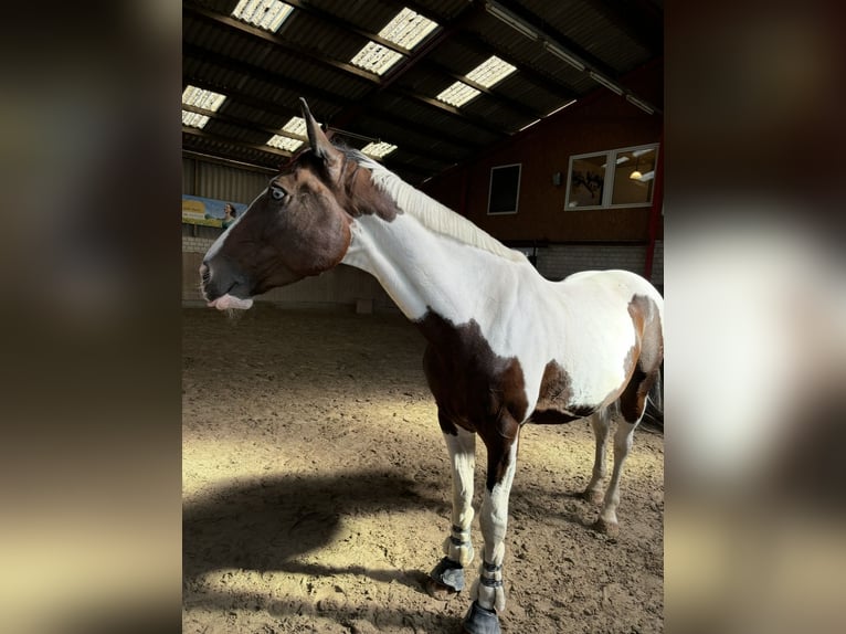Pintos Mare 14 years 16,1 hh Pinto in Am Großen Bruch