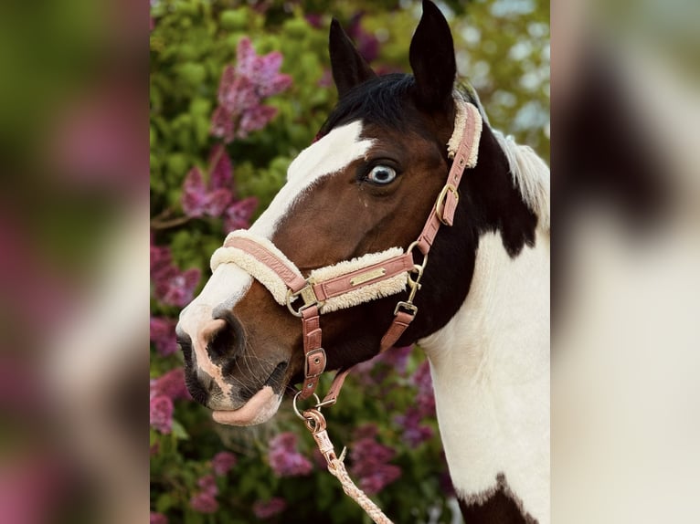 Pintos Mare 14 years 16,1 hh Pinto in Am Großen Bruch