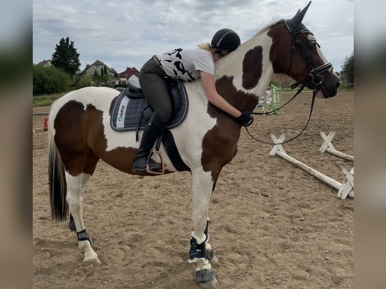 Pintos Mare 14 years 16,1 hh Pinto in Am Großen Bruch