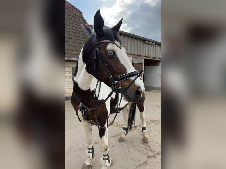 Pintos Mare 14 years 16,1 hh Pinto in Am Großen Bruch