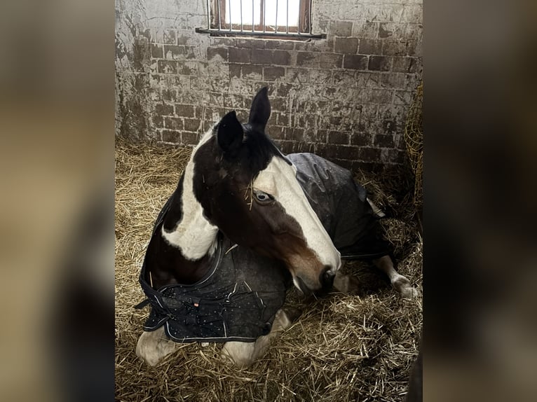 Pintos Mare 14 years 16,1 hh Pinto in Am Großen Bruch