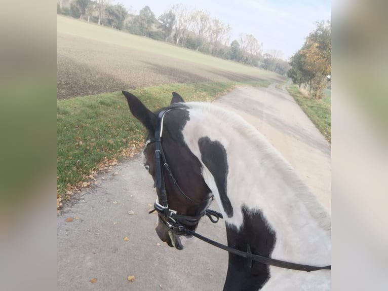 Pintos Mare 14 years 16,1 hh Pinto in Am Großen Bruch