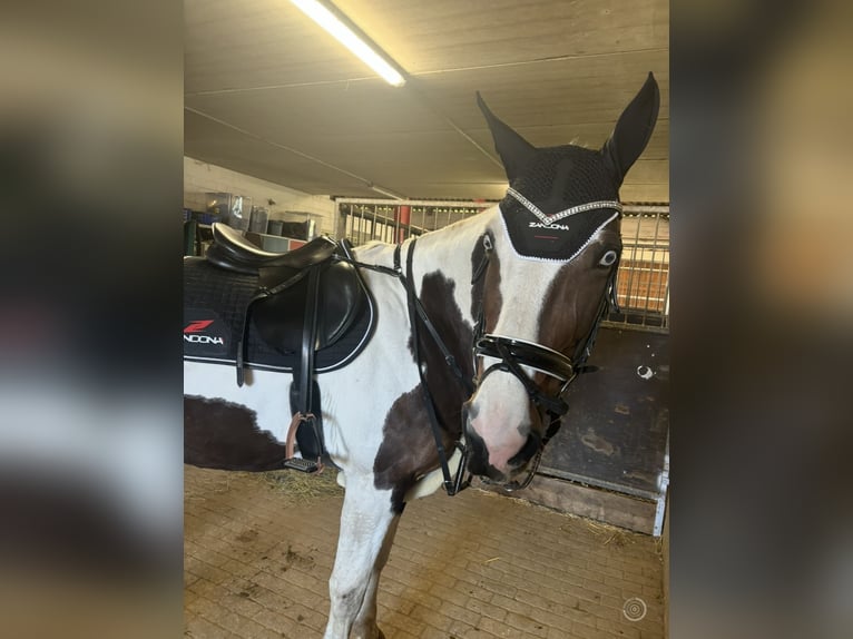 Pintos Mare 14 years 16,1 hh Pinto in Am Großen Bruch