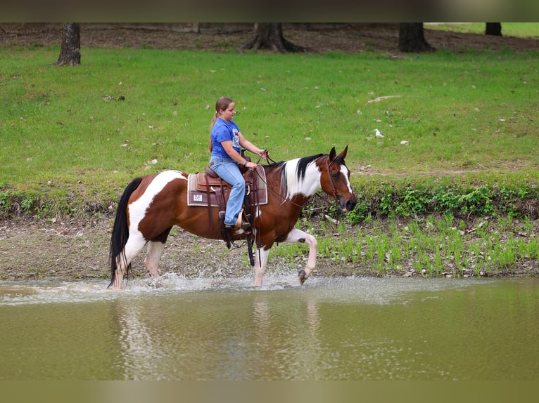 Pintos Mare 14 years Pinto in Forney