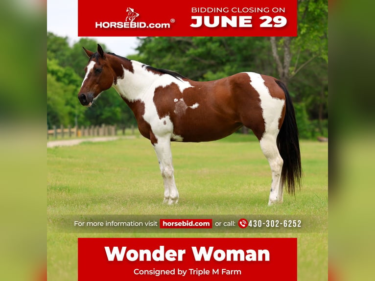 Pintos Mare 14 years Pinto in Forney