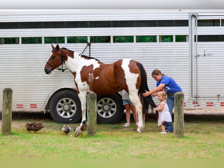 Pintos Mare 14 years Pinto in Forney