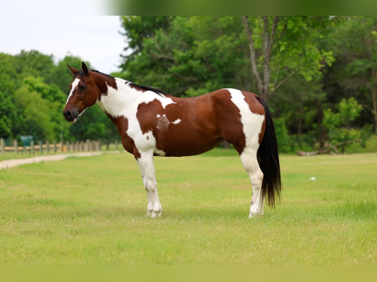 Pintos Mare 14 years Pinto in Forney