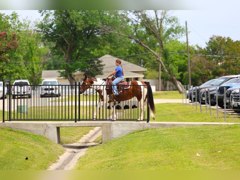 Pintos Mare 14 years Pinto in Forney