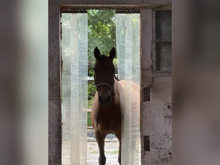 Pintos Mare 15 years 14.2 hh Brown-Light in Krummhörn