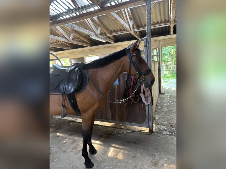 Pintos Mare 15 years 14,2 hh Brown-Light in Krummhörn