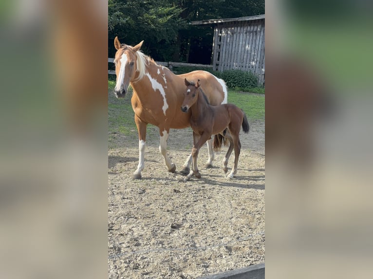 Pintos Mare 15 years 14,2 hh Pinto in Holste