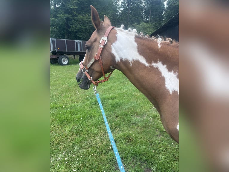 Pintos Mare 15 years 14,2 hh Pinto in Holste