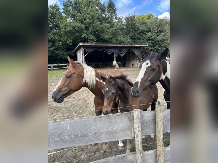 Pintos Mare 15 years 14,2 hh Pinto in Holste
