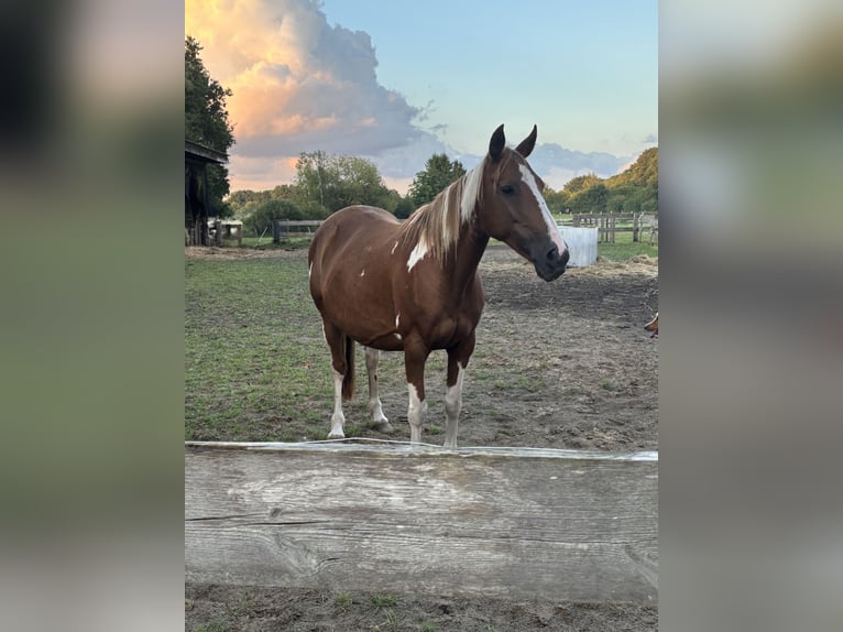 Pintos Mare 15 years 14,2 hh Pinto in Holste