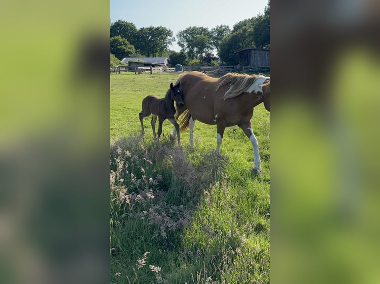 Pintos Mare 15 years 14,2 hh Pinto in Holste