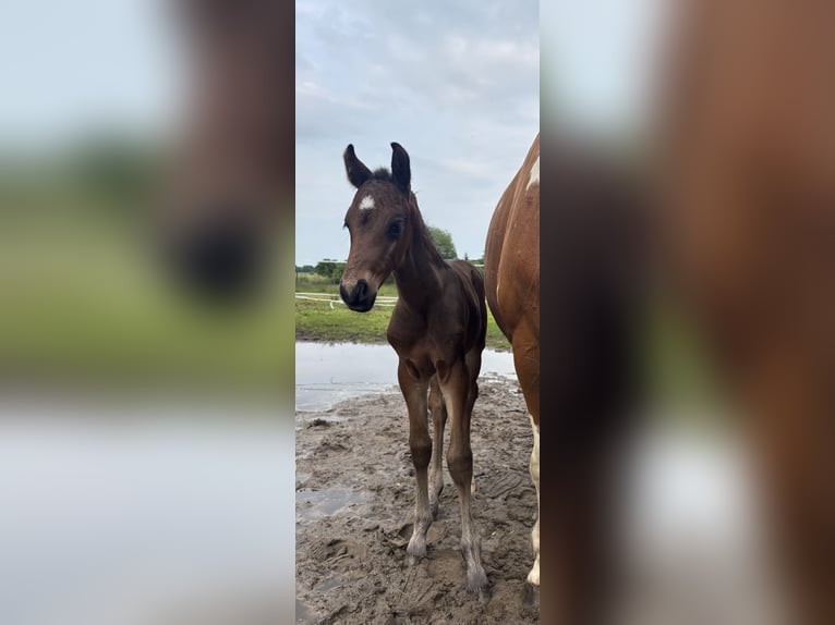 Pintos Mare 15 years 14,2 hh Pinto in Holste