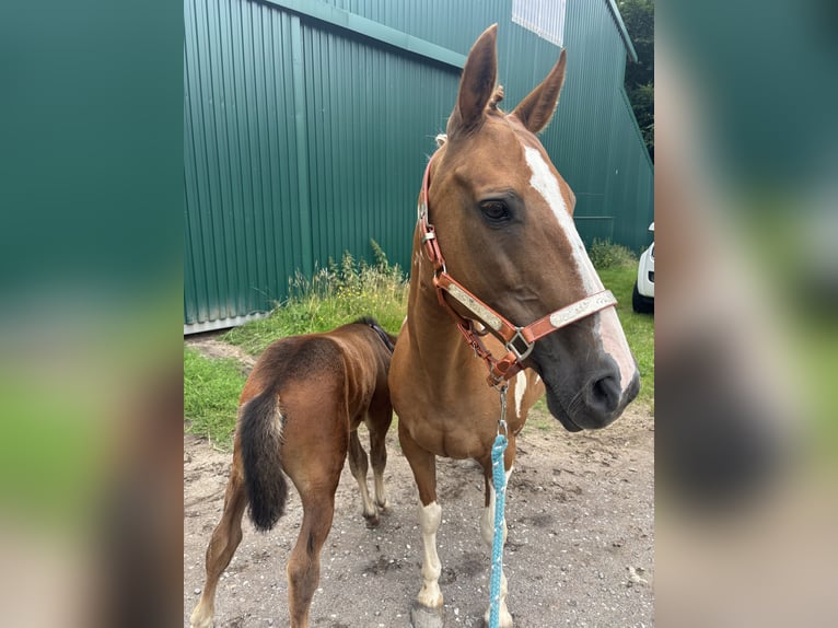 Pintos Mare 15 years 14,2 hh Pinto in Holste
