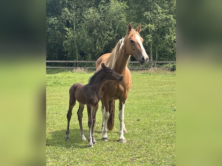 Pintos Mare 15 years 14,2 hh Pinto in Holste