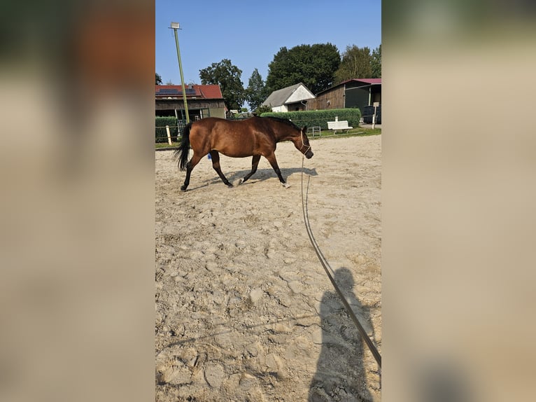 Pintos Mare 15 years 15,1 hh Brown in Diepholz