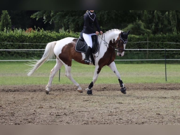 Pintos Mare 15 years 15,2 hh Pinto in Stöckse