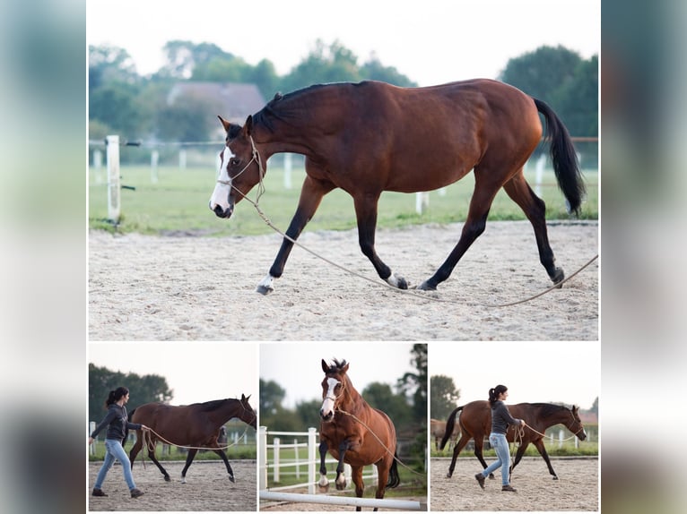 Pintos Mare 15 years 15,1 hh Brown in B&#xF6;sel