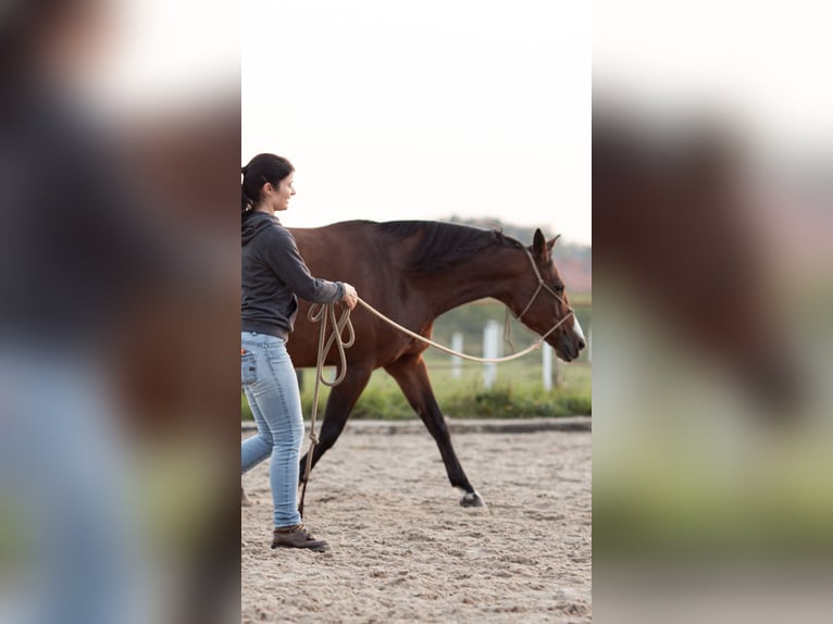 Pintos Mare 15 years 15,1 hh Brown in B&#xF6;sel