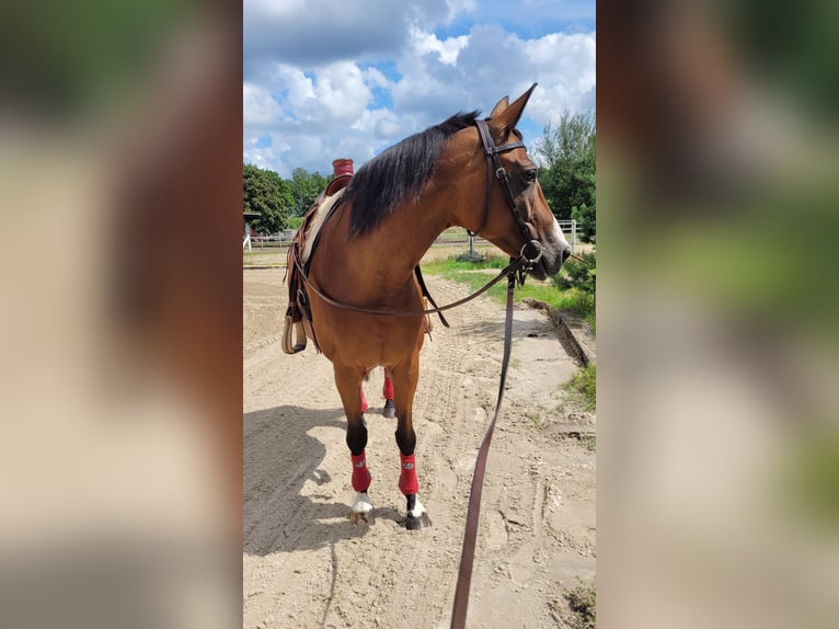 Pintos Mare 15 years 15,1 hh Brown in B&#xF6;sel