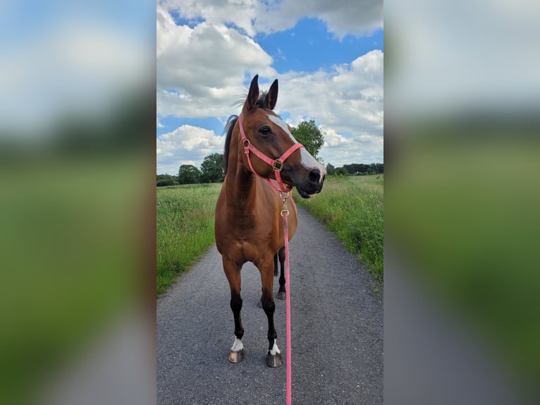 Pintos Mare 15 years 15,1 hh Brown in B&#xF6;sel