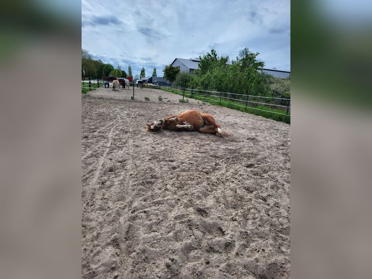 Pintos Mare 15 years 15,3 hh Chestnut-Red in Detern