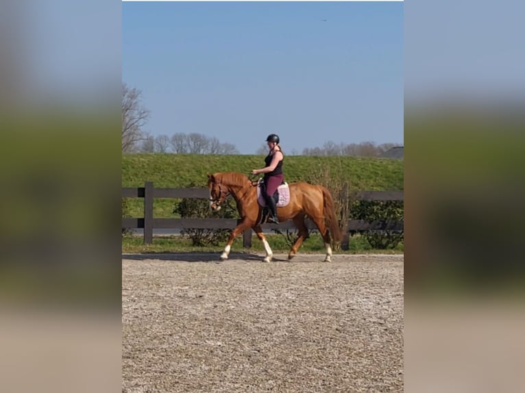 Pintos Mare 15 years 15,3 hh Chestnut-Red in Detern