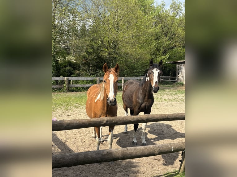 Pintos Mare 16 years 14.1 hh Pinto in Holste