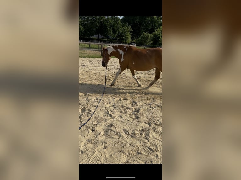 Pintos Mare 16 years 14.1 hh Pinto in Holste
