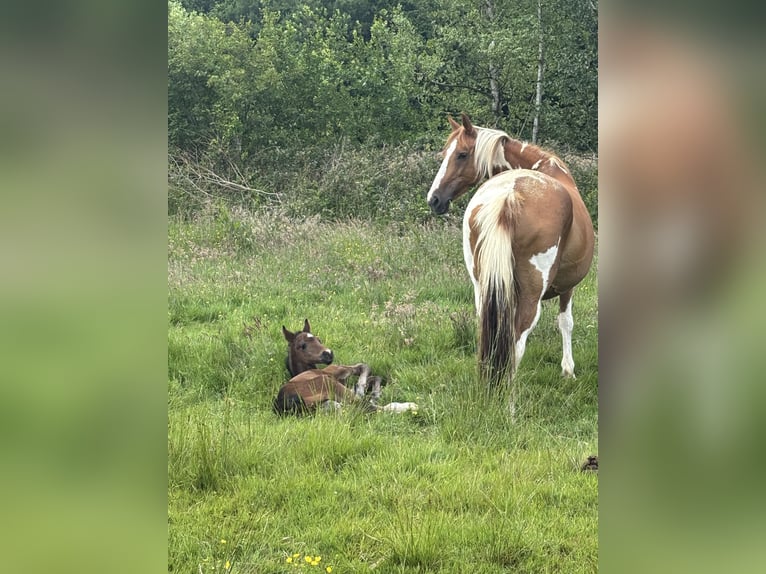 Pintos Mare 16 years 14.1 hh Pinto in Holste