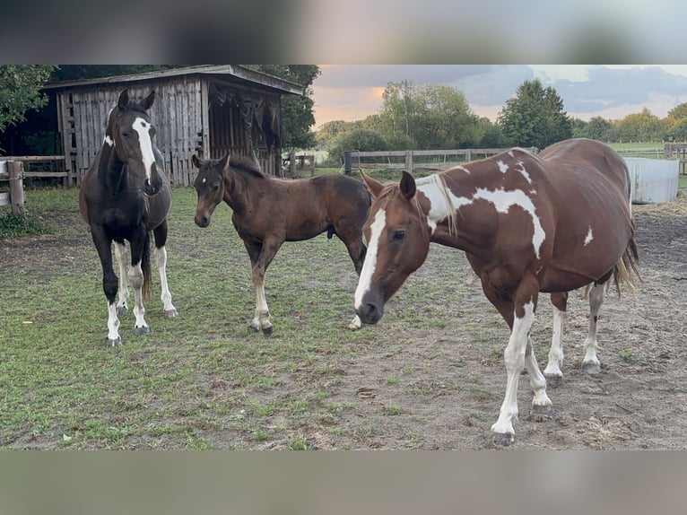 Pintos Mare 16 years 14.1 hh Pinto in Holste